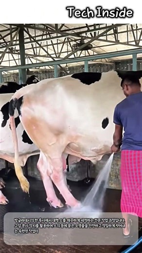 전문 축산 농가의 대형 가축 위생 관리와 고압 세척 공정 #worker #process #cattle #hygiene #management