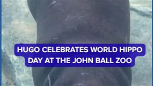 Hugo celebrates World Hippo Day at the John Ball Zoo