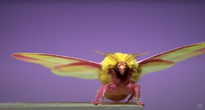 An ode to moths and their breathtaking biophysics