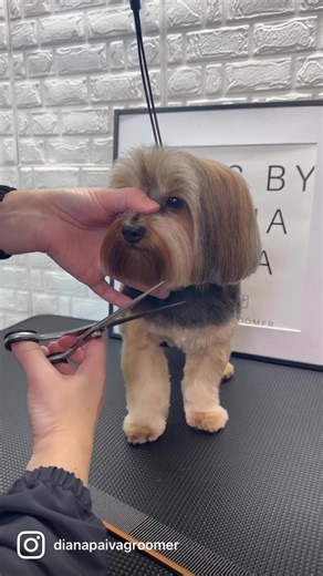 Cute Face Transformation Tutorial by Diana Pet Groomer