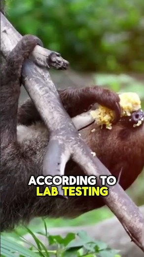 Unbelievable Facts About Sloths and Their Algae! #slothfacts #animalplanet #weirdnature