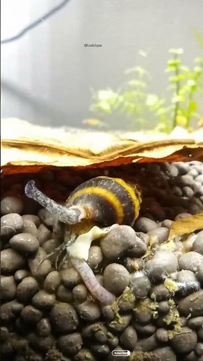 #shorts my assassin snails munching on detritus worms | Assassin Snail on work | bumblebee snail
