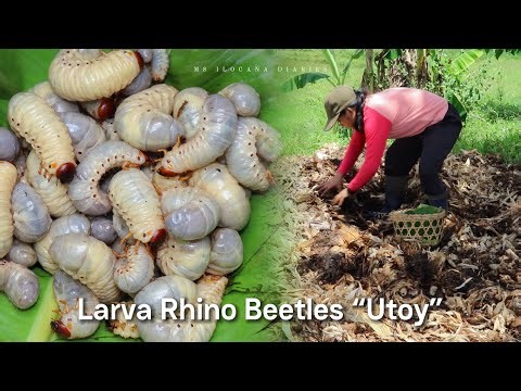 Cooking Fried Utoy — an abundant, exotic food found in decayed corn husks and leaves.