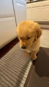 Butter’s first Bath | Butter The Golden Pup