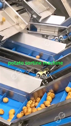 Potato Washing And Sorting Processing Line #machine