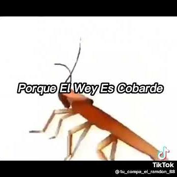 hace rato me pico un mosquito | letra