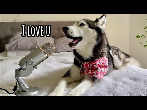 My Husky Whispers Into The Microphone For 3 Minutes (SO CUTE!)