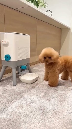 This Puppy Solved His Own Food Problem 😂🐶🧠