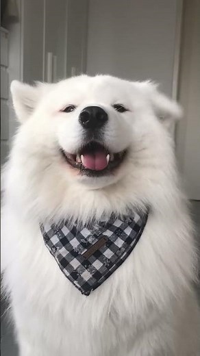 Felt cute might delete later #shorts #dog