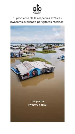 🌍 Especies exóticas invasoras: un problema hecho por humanos No existen especies “buenas” o “malas”. El problema surge cuando las movemos fuera de su distribución natural: ahí pueden volverse invasoras y generar desequilibrios en los ecosistemas. Esa responsabilidad es humana y requiere que respetemos los límites que la naturaleza ya trazó. En América Latina abundan los casos: el tomillo de agua, originario de África, invade los humedales de Santa Marta y desplaza a la vegetación local; el ligu