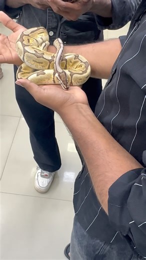Ball python 🐍