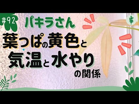 #92 パキラさんの「葉っぱの黄色」と「気温」と「水やり」の関係！