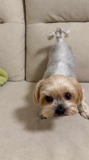 Hello Mommy 😘 #cockapoo #yorkie #pug #usareels #pets | Pug Puppy