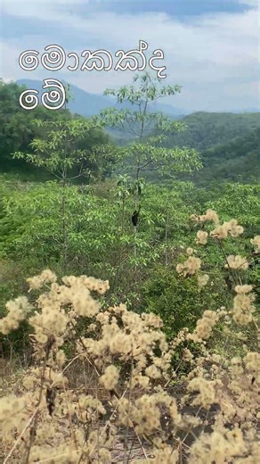 what is it මොකක්ද මේ