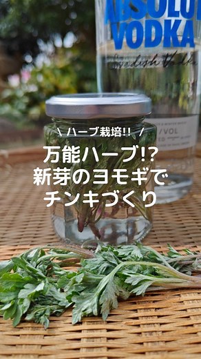 こもれび | ヨモギの効能を引き出すチンキづくり🌿 ヨモギは万能ハーブとして古くから生薬として用いられてきた植物です😊 ヨモギには血行促進やデトックス効果、殺菌効果やリラックス効果等があると言われます｡... | Instagram