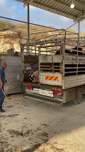 Livestock Handling at a Cattle Trailer Facility