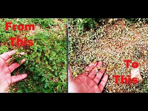 Goat Head Weed Nightmare? how to deal with them organically. pt1