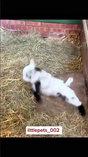 Cute Baby Goat Jumping Around | Funny & Adorable Moments 🐐💕