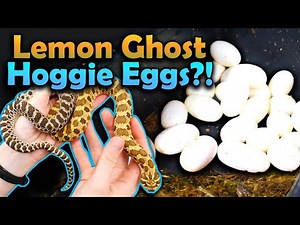 This Hognose Snake Laid a HUGE Clutch of Eggs!