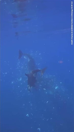 Watch An Orca Ram A Sunfish So Hard It Explodes