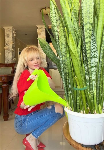 Постоянно сансевиерию поливаю этим раствором для роста! #сансевиерия #sansevieria #комнатныерастения #полив #plant