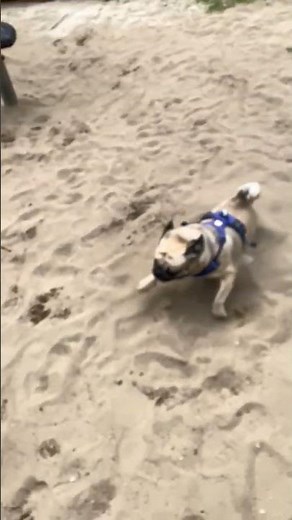 My cheetah ❤️ #pug #puglife