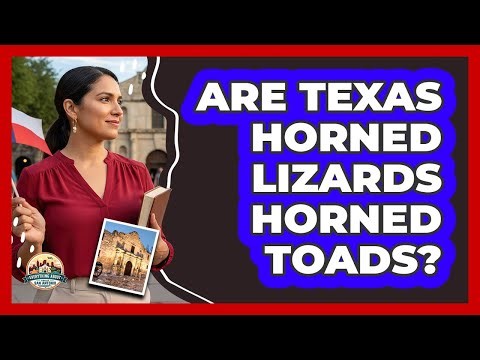 Are Texas Horned Lizards Horned Toads?