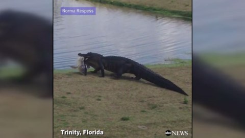 Alligator strolls across Florida golf course carrying big fish