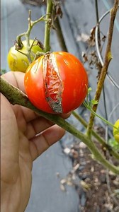 Eat me!
