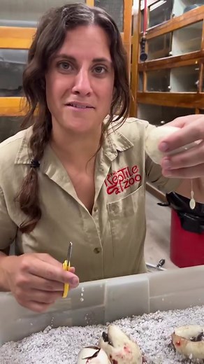 239K views · 5.7K reactions | Giving my olive pythons a helping hand will increase the odds of their survival! 讀 I love this part of my job!  • • • #snake #eggs #life #amazing #wow #birthday #reptile #party #reelsinstagram #mylife #reptilelover #python #amazing #video #animals #animallovers #style #hatching #egg | The Reptile Zoo | Facebook