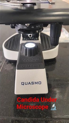 Candida ll Candida Under Microscope ll Gram Stain 🔬 ll