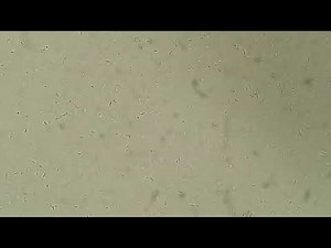 Hidden Worlds Revealed: Exploring Bacteria Under the Microscope