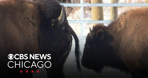 America at 250: Bison return to Illinois for first time in two centuries