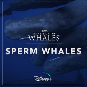 21K views · 122 shares | Often spotted traveling in groups called pods, sperm whales are active deep sea hunters and can grow to be up to 59 feet long. Stream #SecretsOfTheWhales starting April 22 on Disney+ | National Geographic History | Facebook