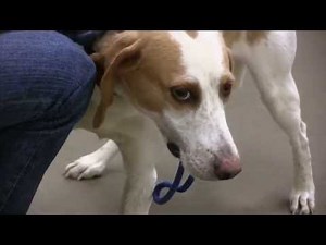 Understanding Dogs' Body Language - Asheville Humane Society