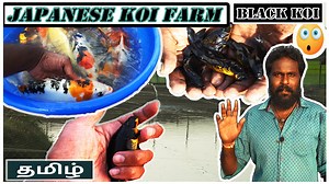 107K views · 1.4K reactions | KOI CARP | Black koi | Kolathur FishMarket In Tamil | HR AQUARIUM | farm tour 1 | kolathur fish farm https://youtube.com/c/VloggifyWithKannan Song: AERØHEAD - Path Of The Fireflies Music provided by Vlog No Copyright Music. Creative Commons - Attribution-ShareAlike 3.0 Unported Video Link: https://youtu.be/evg_s62yLcQ | VLOGGIFY WITH KANNAN | Facebook