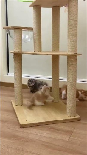 😻 TRY NOT TO SAY AWW! 😱 You Will Say AWW in 3 Seconds