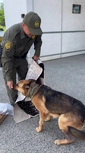 K9 Boo is Back on Duty! 🐍🐶 After battling a rattlesnake bite, K9 Boo has made a full recovery and is ready to get back to work! A huge thank you to everyone for your support while Boo recovered. Special thanks for the beautiful donated quilt, which Boo absolutely loves! Drop a welcome back for this loyal four-legged hero! | US Border Patrol San Diego Sector