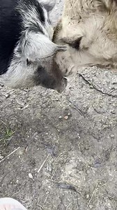 46K views · 621 reactions |  | Matty’s Sanctuary | Facebook