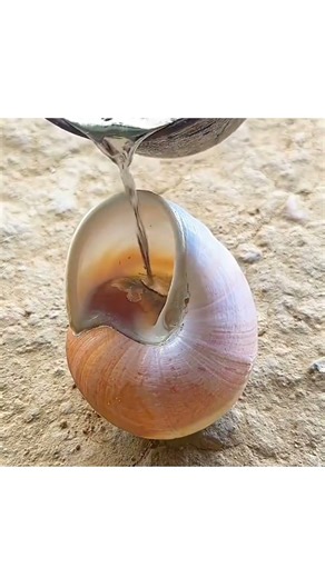 Molten Metal vs Shell (Insane Result). #shorts