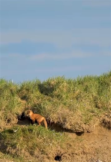 Joyful young fox kits exploring their world | Adorable wildlife moment