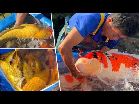 Uncovering Japan’s Secrets Behind the World’s Most Expensive Koi Fish | 9-Day KOI TRIP in Niigata