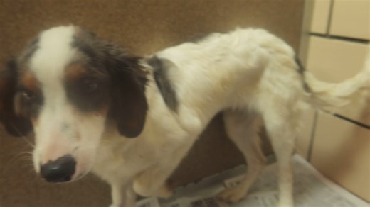 20K views · 1.1K reactions | Mini Bernadoodle good with children and other dogs, She only weighs approx 30 lbs. Will be up for adoption at the TLC Animal Shelter Homer Glen Il 60491 | Tender Loving Care Animal Shelter | Facebook