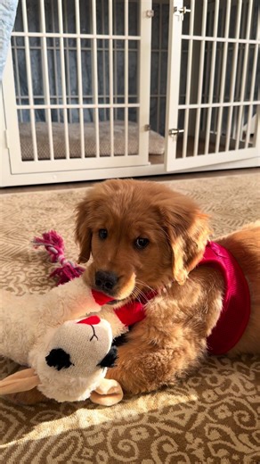 #lambchop #PuppyApprove #EnrichmentToys #GoldenRetrieverPuppy #PuppyTok