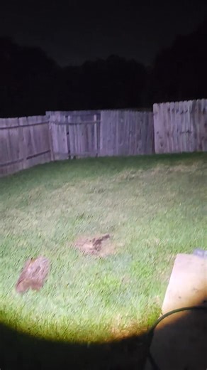 4.5K views · 42 reactions | Now available: new headlamps in white, yellow, and red featuring motion sensor technology $450 | A Hunter's Paradise | Facebook