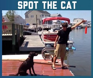 8M views · 1.2K shares | Can you find the cat? | FailArmy 2.0 | Facebook