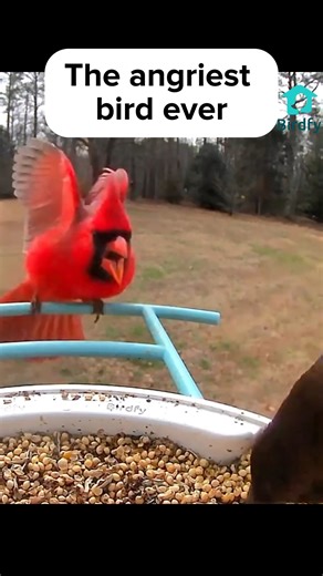 35K reactions · 5.7K shares | The real 'Angry Bird' #birdfy #birdslover #funnybirds #birdwatching #cardinal #birdsbirdsbirds #UnitedStates | Birdfy by Netvue | Facebook