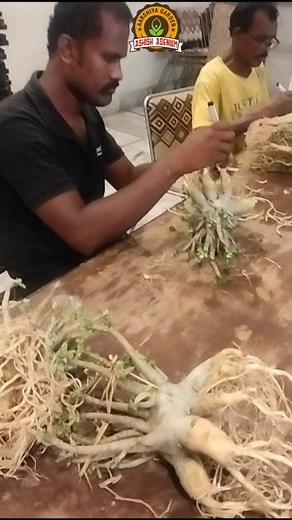 Adenium Root Cleaning and training in Action – Step-by-Step Bonsai Process!