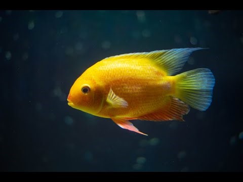 Plankton Loss Threatens Global Fish Population