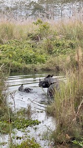 9K reactions · 39 shares | Rhino mating part 4. In the quiet embrace of water, where ripples whisper secrets of the wild, two mighty souls meet—not in haste, but in harmony. Strength softens, time slows, and nature writes its own love story, pure, powerful, and deeply alive. 憐 #creatorsearchinsights #fypシ゚viralシfypシ゚ #fypageシ #bimitaphotography #wildlife | Bimita Bhandari | Facebook